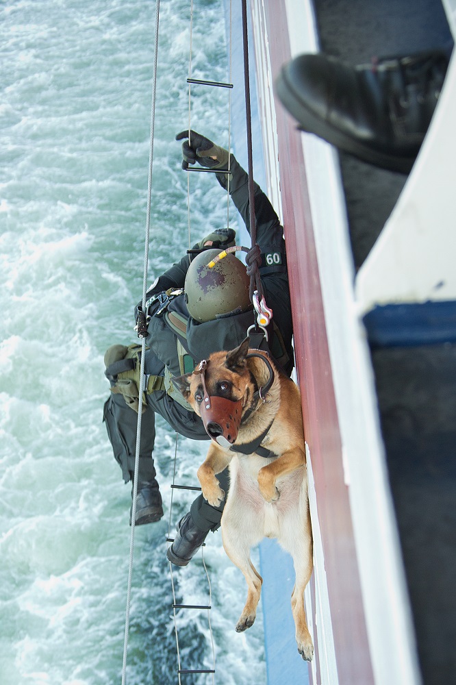 A border dog together with its trainer is boarding a ship from the waves of the sea. The trainer wearing heavy equipment climbs up the ladder. The muffled Belgian Shepherd is lifted by rope along the side of the vessel. The dog is looking at the camera.