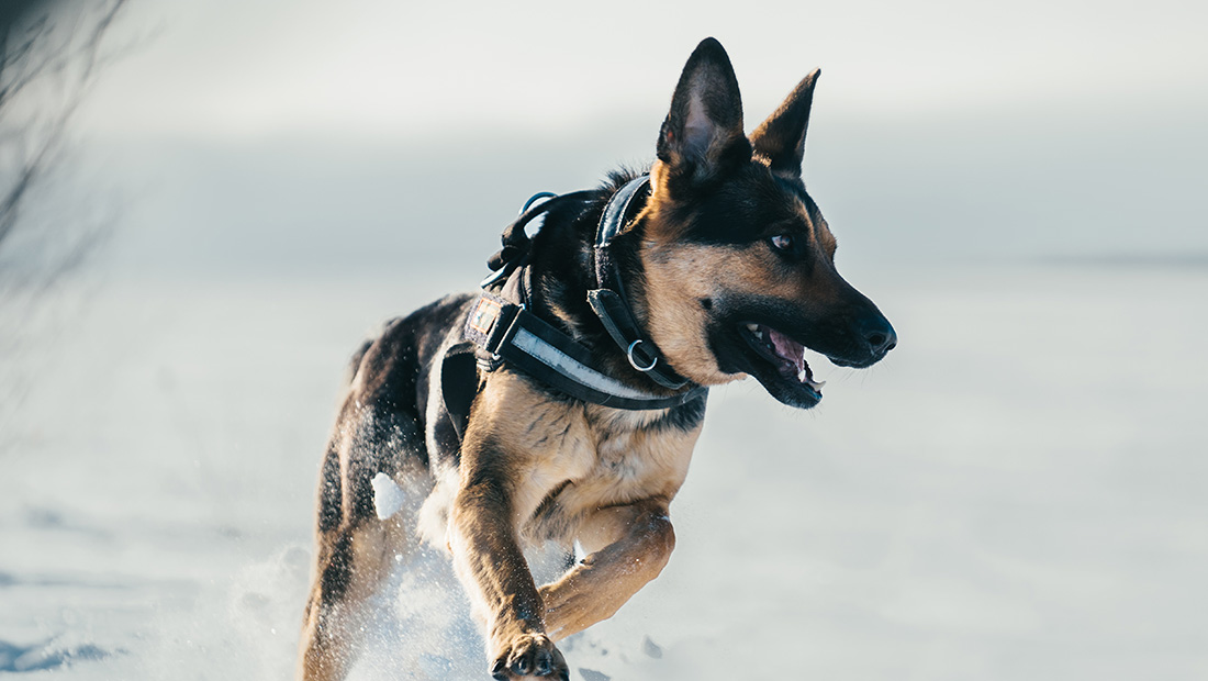 Rajakoira talvisessa maisemassa.