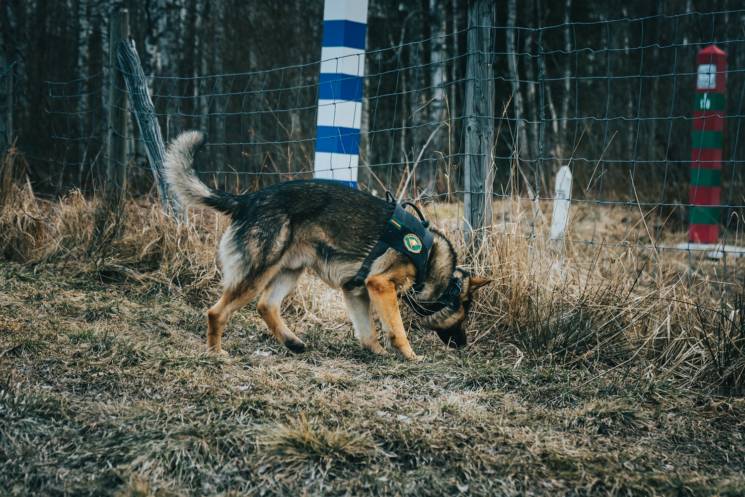 Gränspatrullhund vid landsgränsen.