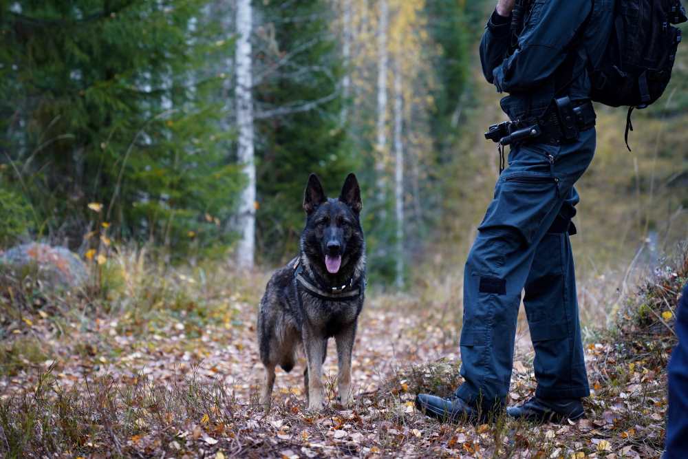 how-much-do-guard-dog-trainers-make