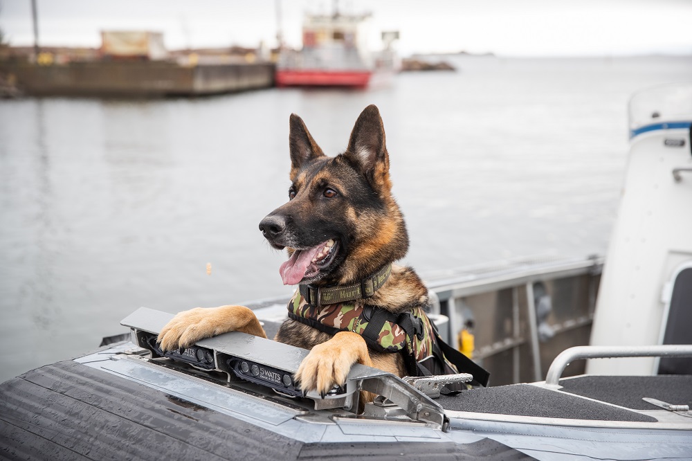 Merivartiokoira veneessä.