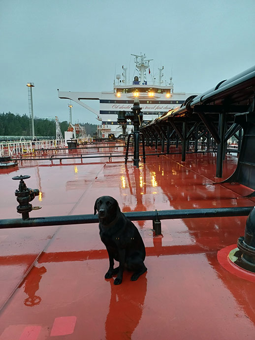 Merivartiokoira alustarkastuksen läpikäyneen aluksen kannella.