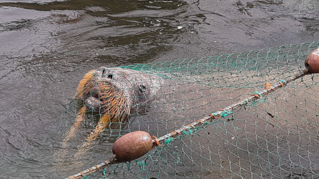 Mursu hengittää veden pinnalla rysän verkon alta.