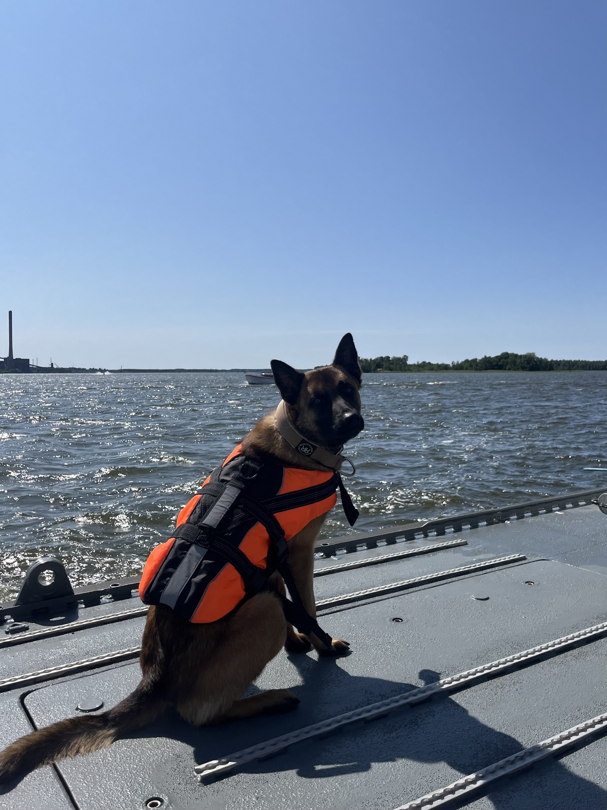 Merivartioston koira istuu pelastusliivit päällä partioveneen kyydissä. Koira katsoo kameraan. 