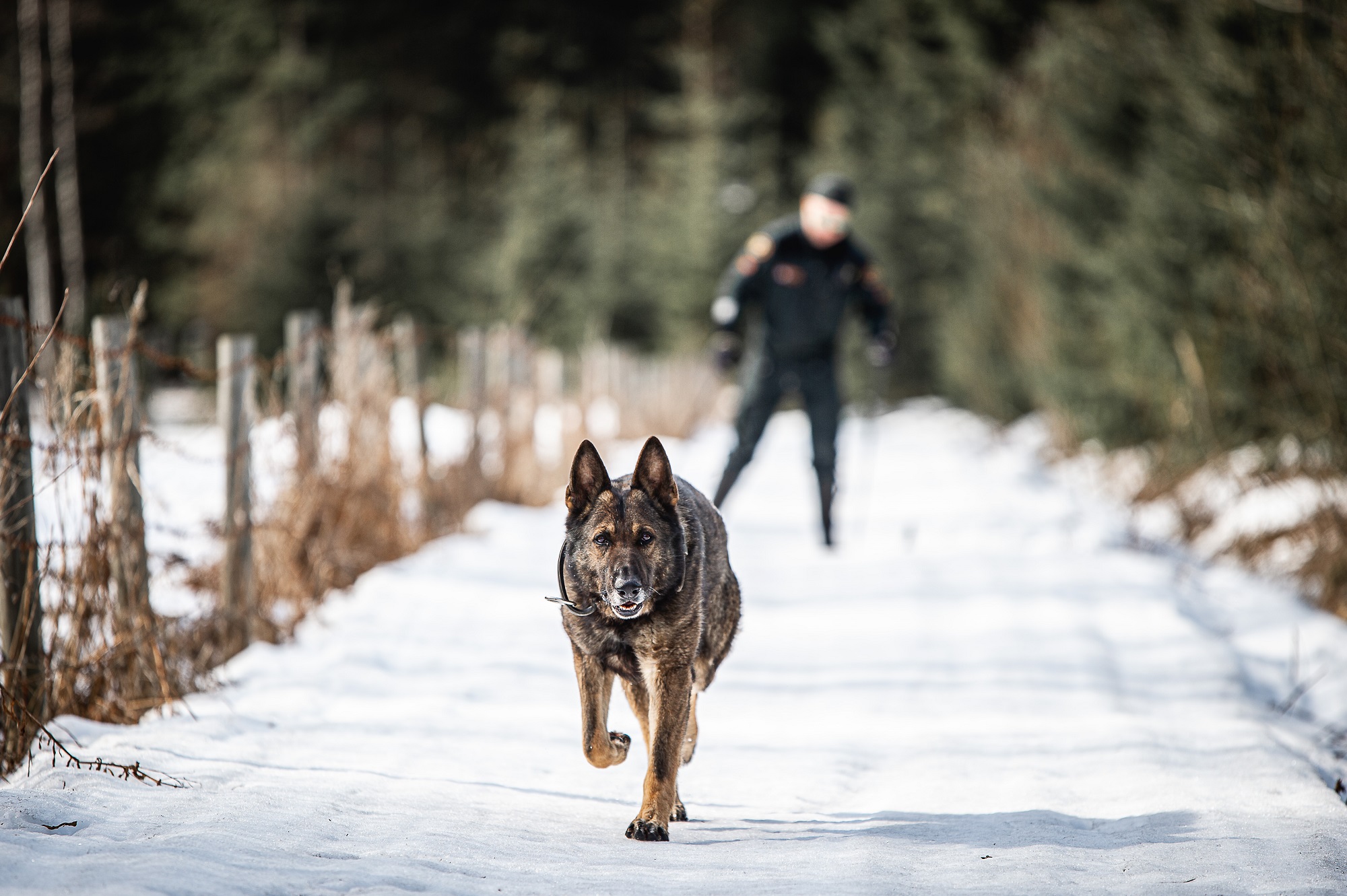 A border guard dog running toward the photographer in front of a border guard who is skiing.