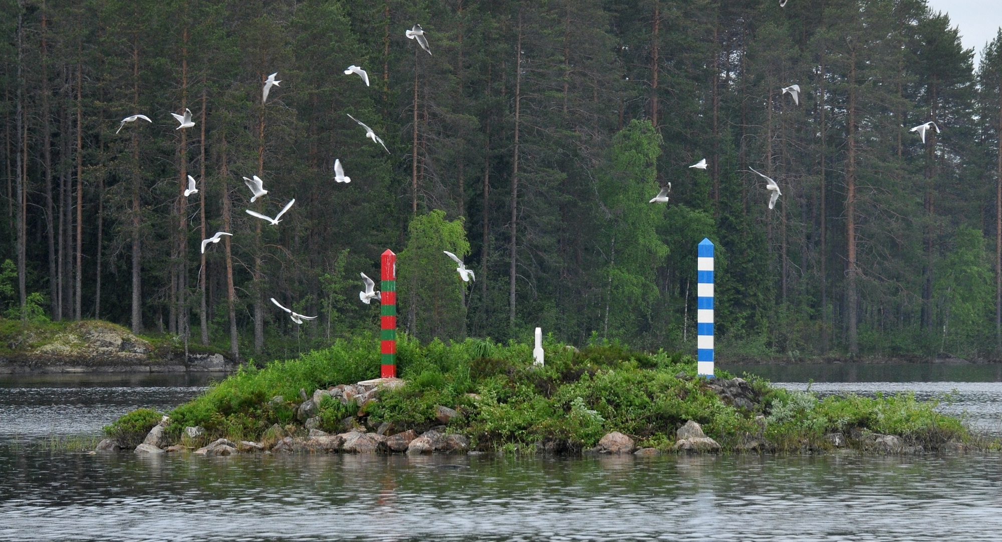 Gulls flying near the border poles marking the border between Finland and Russia.