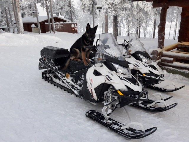 Två snöskotrar parkerade på en snöig gård, en patrullhund sitter på ena.